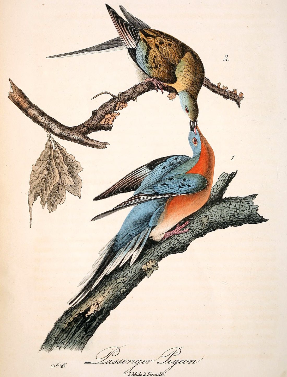 The passenger pigeon